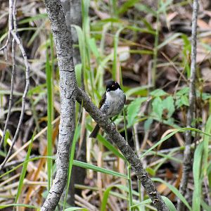 White-naped Honeyeater (Melithreptus lunatus)