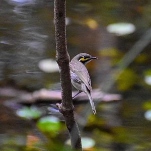 Yellow-faced Honeyeater (Lichenostomus chrysops)