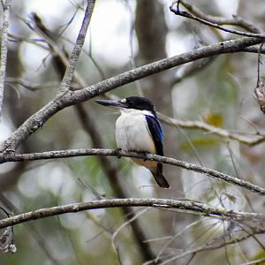 Forest Kingfisher (Todiramphus macleayii)