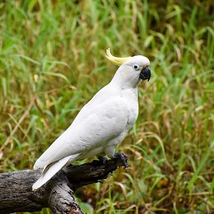Sulphur-crested Cockatoo (Cacatua galerita)