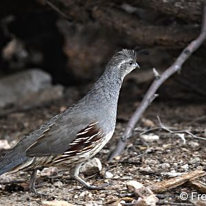 gambels quail