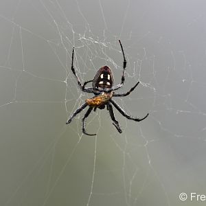 western spotted orb weaver (with prey)