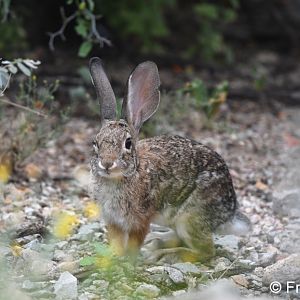 desert cottontail