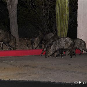 javelinas (by trash dumpster)