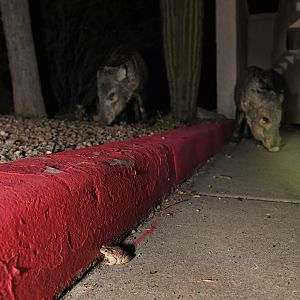 red spotted toad and javelinas