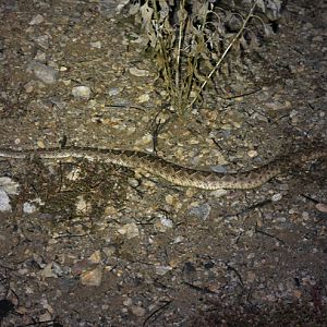 western diamondback
