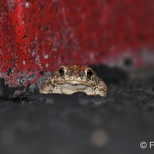 red spotted toad