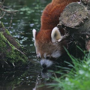 Red panda