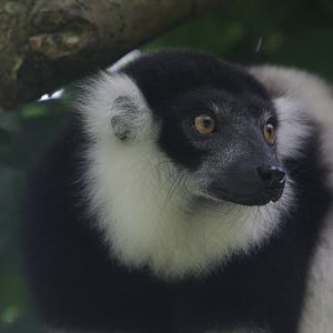 White-belted black-and-white ruffed lemur