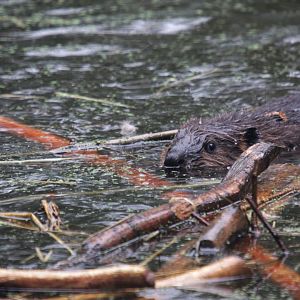 North American beaver