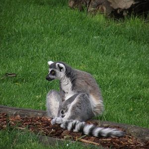 Ring-tailed Lemur - Zooparc de Beauval - 05/2021