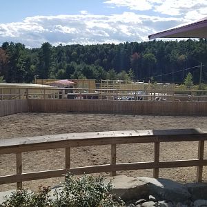 Animal Adventure Park - Giraffe exhibit #1