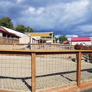 Animal Adventure Park - Llama