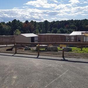 Animal Adventure Park - Barbados blackbelly sheep
