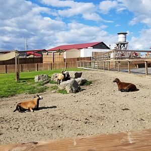 Animal Adventure Park - Barbados blackbelly sheep
