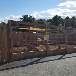 Animal Adventure Park - Guanaco