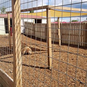 Animal Adventure Park - Guanaco