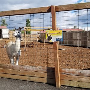 Animal Adventure Park - More llamas