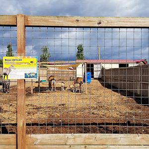 Animal Adventure Park - Nilgai