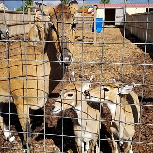 Animal Adventure Park - Nilgai mother and six week old twins