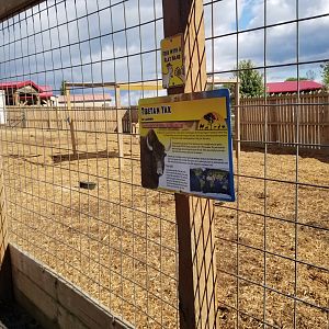 Animal Adventure Park - Yak