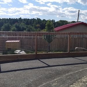 Animal Adventure Park - Reeve's muntjac