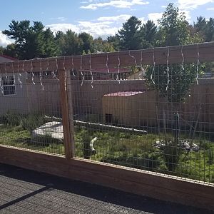 Animal Adventure Park - Reeve's muntjac