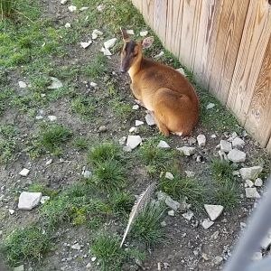 Animal Adventure Park - Reeve's muntjac