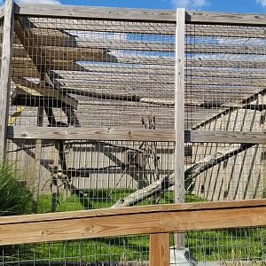 Animal Adventure Park - "Palawan" Binturong