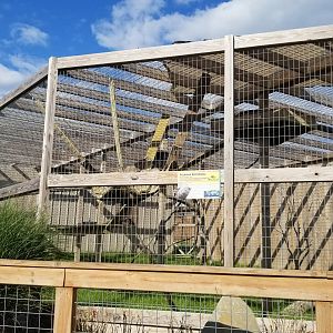 Animal Adventure Park - "Palawan" Binturong