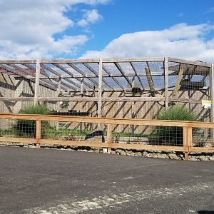 Animal Adventure Park - "Palawan" Binturong