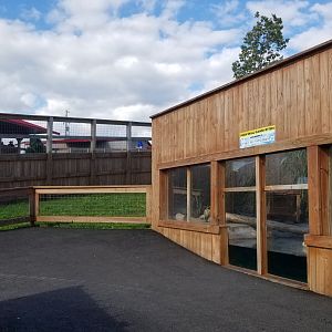 Animal Adventure Park - Asian small-clawed otter, back of giraffe exhibit