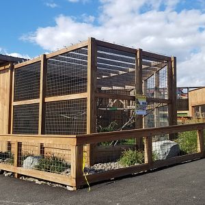 Animal Adventure Park - Eurasian Eagle Owl