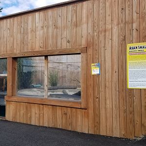 Animal Adventure Park - Asian small clawed otter