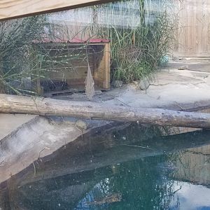 Animal Adventure Park - Asian small clawed otter