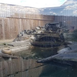 Animal Adventure Park - Asian small clawed otter