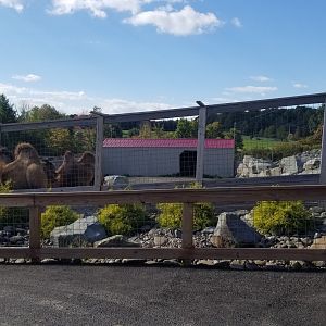 Animal Adventure Park - Bactrian camel
