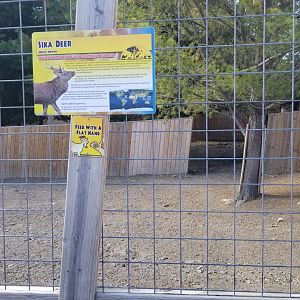 Animal Adventure Park - Sika & Fallow deer