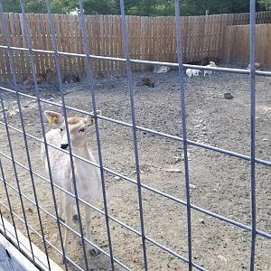 Animal Adventure Park - Sika & Fallow deer