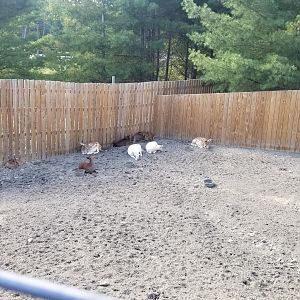 Animal Adventure Park - Sika & Fallow deer