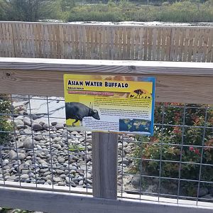 Animal Adventure Park - Asian water buffalo