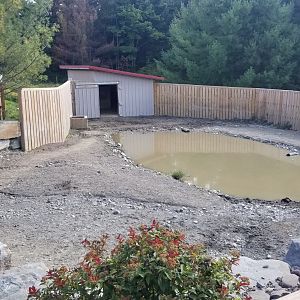 Animal Adventure Park - Asian water buffalo