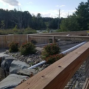 Animal Adventure Park - Asian water buffalo