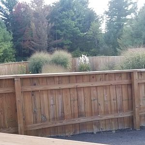 Animal Adventure Park - American alligator