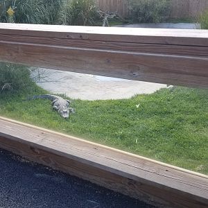 Animal Adventure Park - American alligator