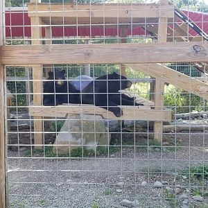 Animal Adventure Park - North American black bear