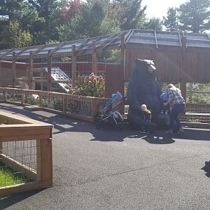 Animal Adventure Park - North American black bear