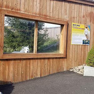 Animal Adventure Park - Arctic wolf