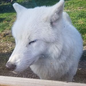 Animal Adventure Park - Arctic wolf