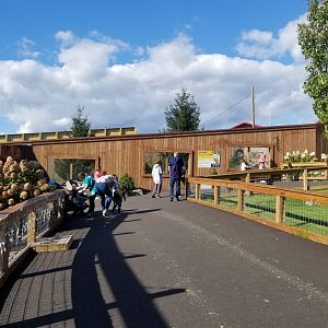 Animal Adventure Park - Arctic wolf